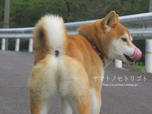 おちりフェチさんへ Yamatoのひとりごと おちりフェチさんへ Yamatoのひとりごと