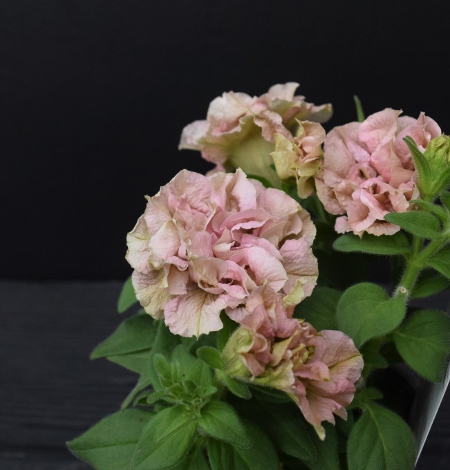 黒い背景で撮った花 ヒバリのつぶやき 黒い背景で撮った花 ヒバリのつぶやき
