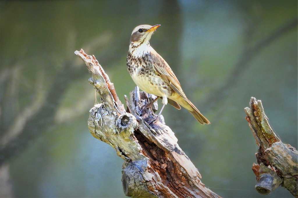 過去には 焼き鳥にするため大量に捕獲されたこともあるツグミさん なんでもブログ2 過去には 焼き鳥にするため大量に捕獲されたこともあるツグミさん なんでもブログ2