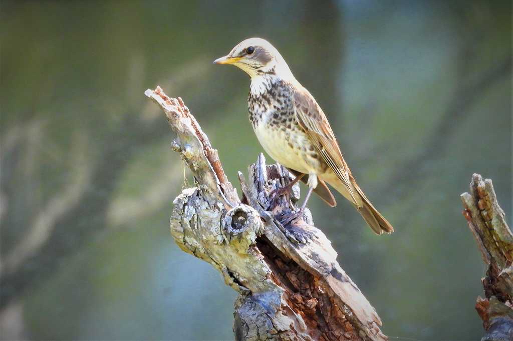 過去には 焼き鳥にするため大量に捕獲されたこともあるツグミさん なんでもブログ2 過去には 焼き鳥にするため大量に捕獲されたこともあるツグミさん なんでもブログ2