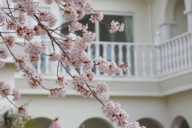 カフェでお花見 暮らしを紡ぐ2