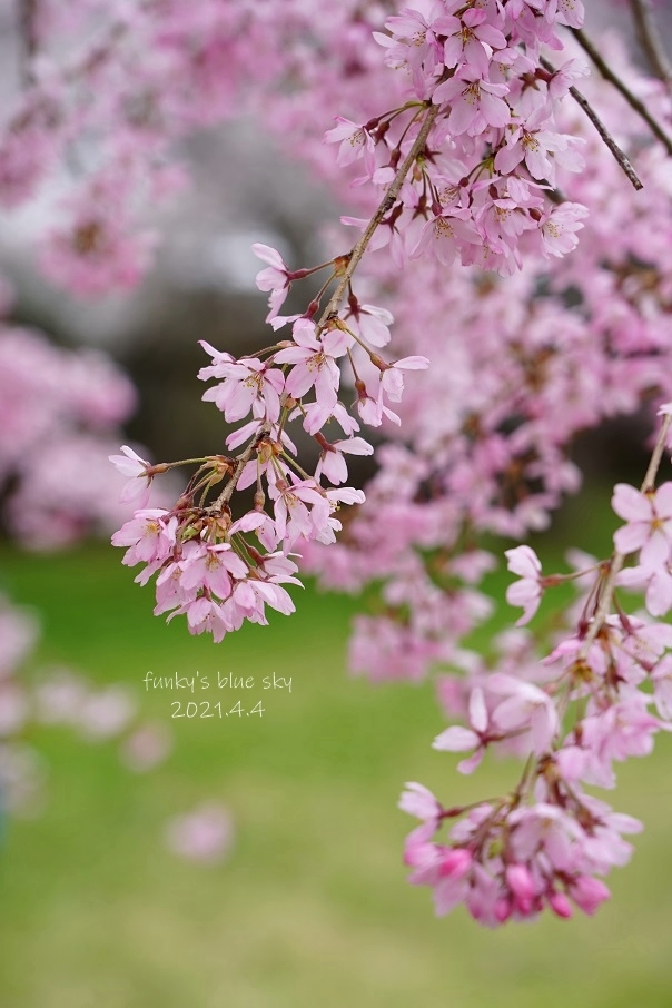 SAKURA*2021 その4(私の好きな桜*)_c0145250_09443641.jpg