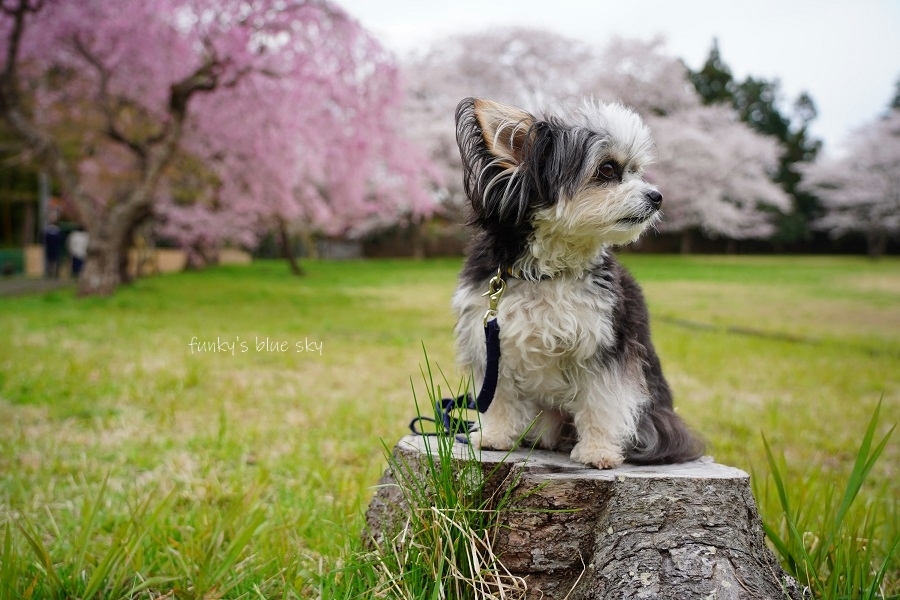 SAKURA*2021　その4（私の好きな桜*）_c0145250_09444146.jpg