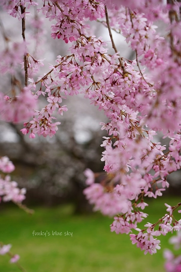 SAKURA*2021 その4(私の好きな桜*)_c0145250_09444629.jpg