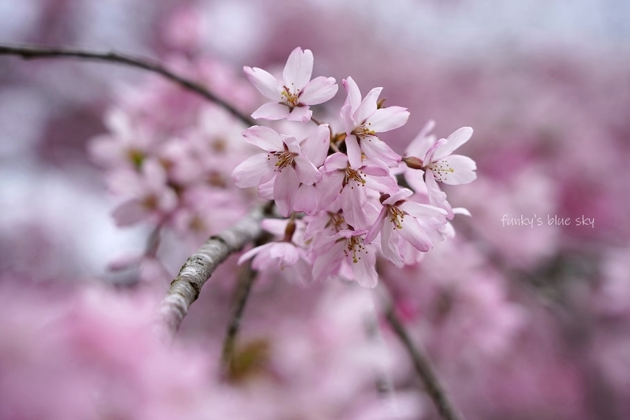 SAKURA*2021 その4(私の好きな桜*)_c0145250_09444960.jpg