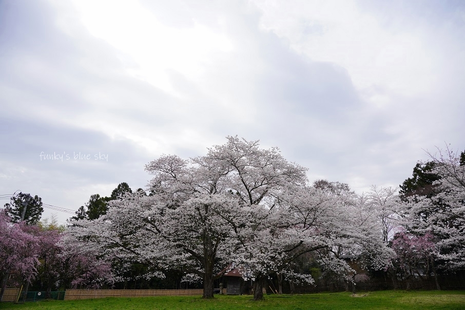 SAKURA*2021 その4(私の好きな桜*)_c0145250_09445352.jpg