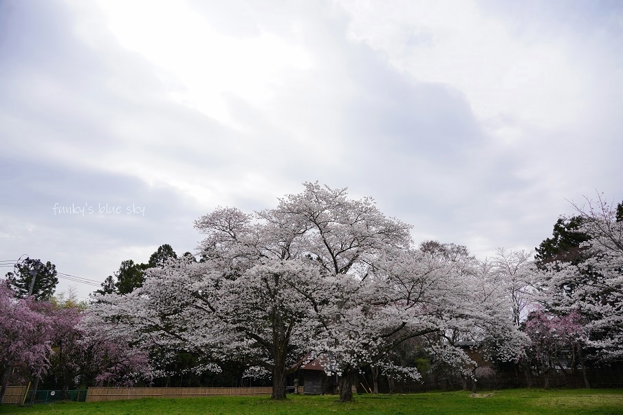 SAKURA*2021　その4（私の好きな桜*）_c0145250_09445352.jpg