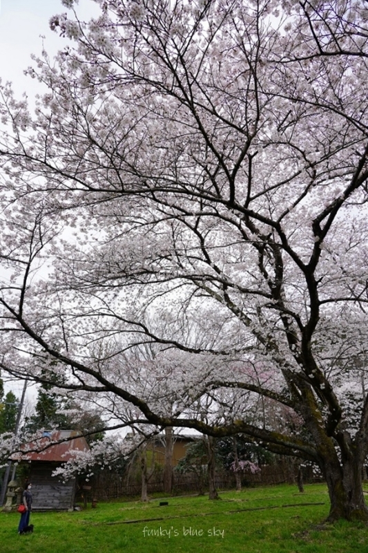 SAKURA*2021 その4(私の好きな桜*)_c0145250_09445614.jpg