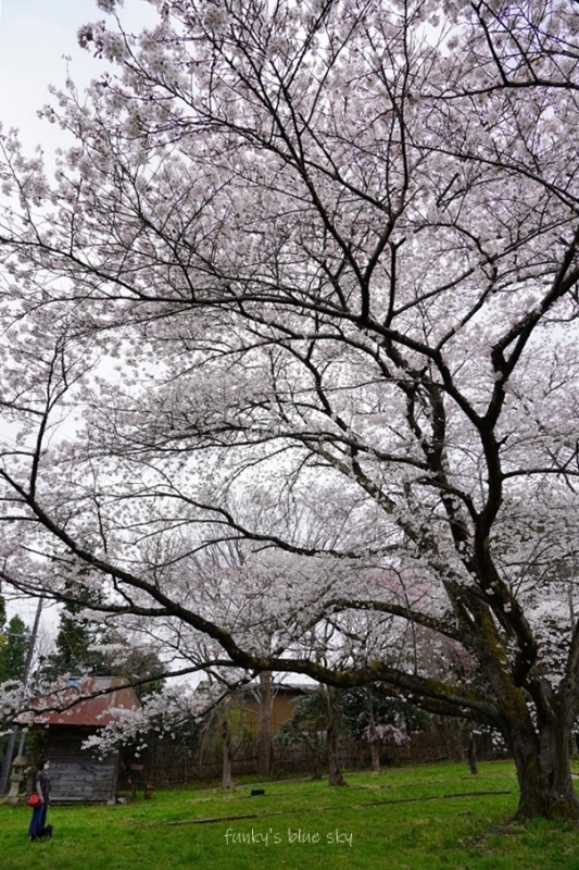 SAKURA*2021　その4（私の好きな桜*）_c0145250_09445614.jpg