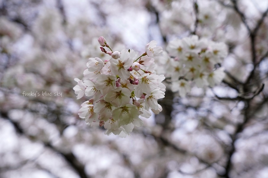 SAKURA*2021 その4(私の好きな桜*)_c0145250_09445938.jpg