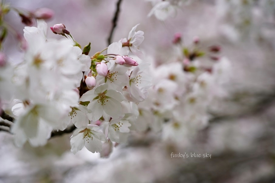 SAKURA*2021 その4(私の好きな桜*)_c0145250_09450132.jpg