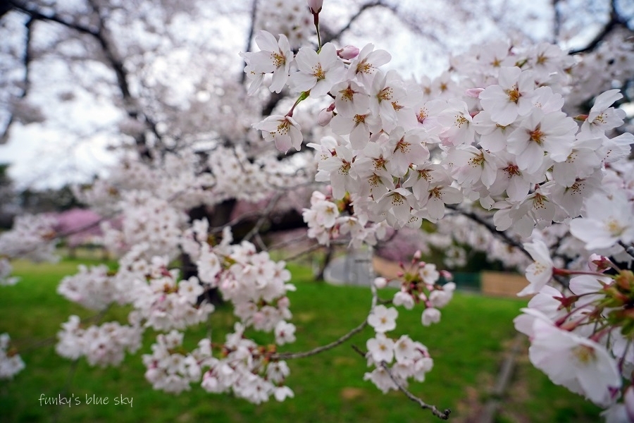 SAKURA*2021 その4(私の好きな桜*)_c0145250_09450510.jpg