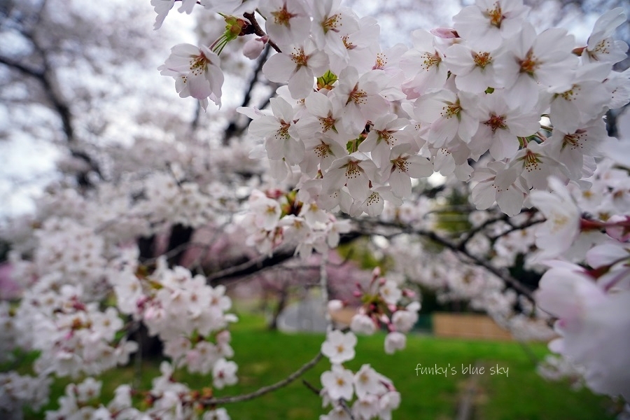 SAKURA*2021 その4(私の好きな桜*)_c0145250_09450864.jpg