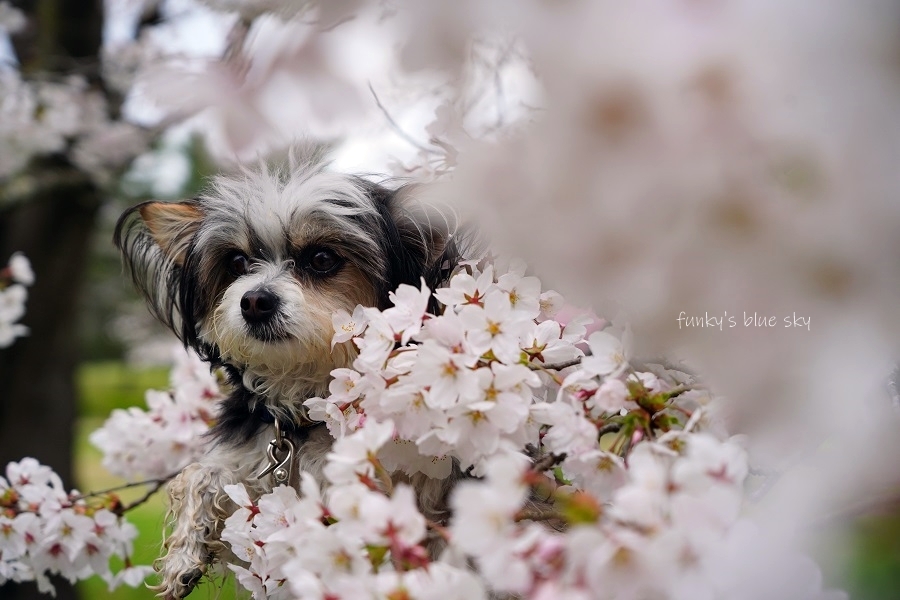 SAKURA*2021 その4(私の好きな桜*)_c0145250_09451081.jpg