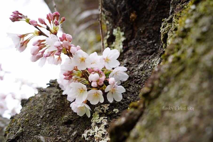 SAKURA*2021 その4(私の好きな桜*)_c0145250_09451378.jpg