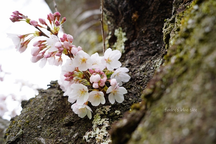 SAKURA*2021　その4（私の好きな桜*）_c0145250_09451378.jpg