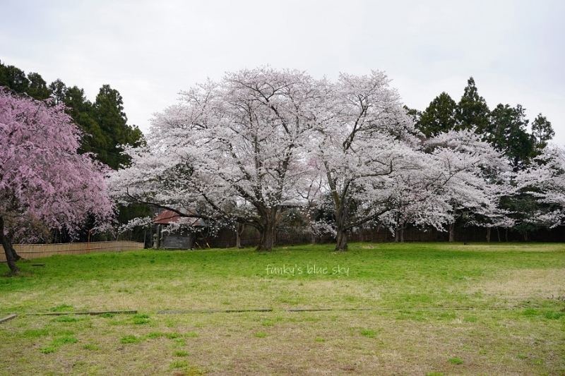 SAKURA*2021 その4(私の好きな桜*)_c0145250_09451616.jpg
