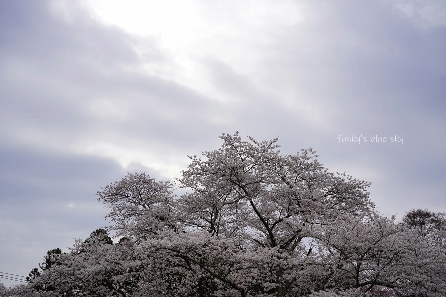 SAKURA*2021 その4(私の好きな桜*)_c0145250_09451908.jpg