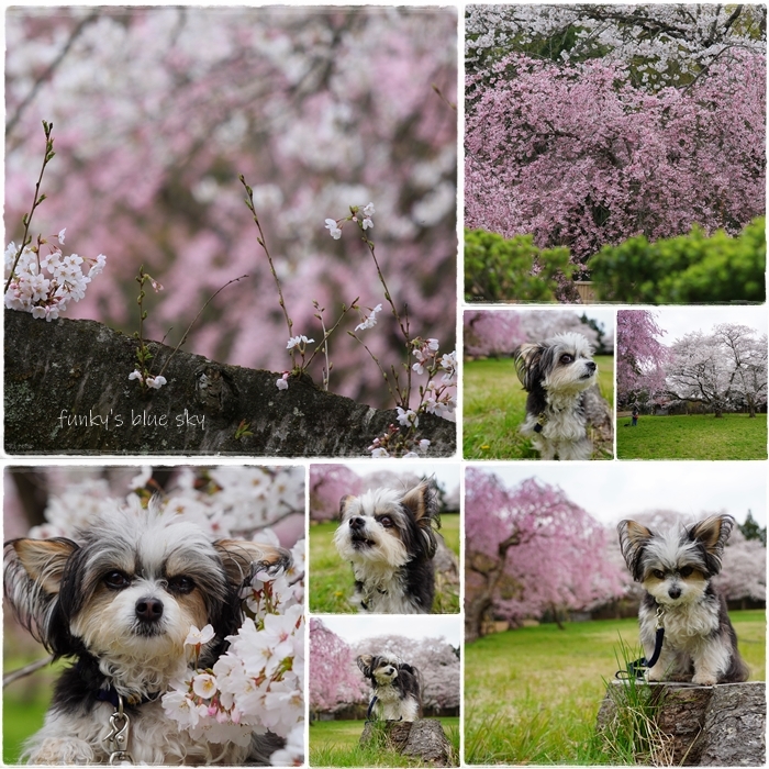 SAKURA*2021 その4(私の好きな桜*)_c0145250_09452135.jpg
