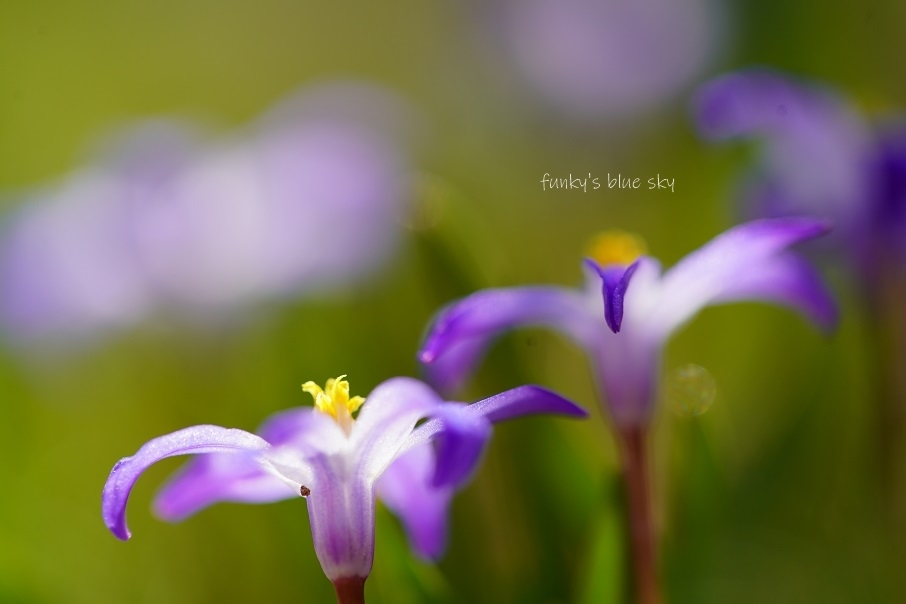 青い花**_c0145250_10054386.jpg