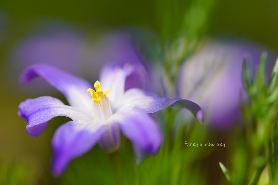 青い花**_c0145250_10054844.jpg