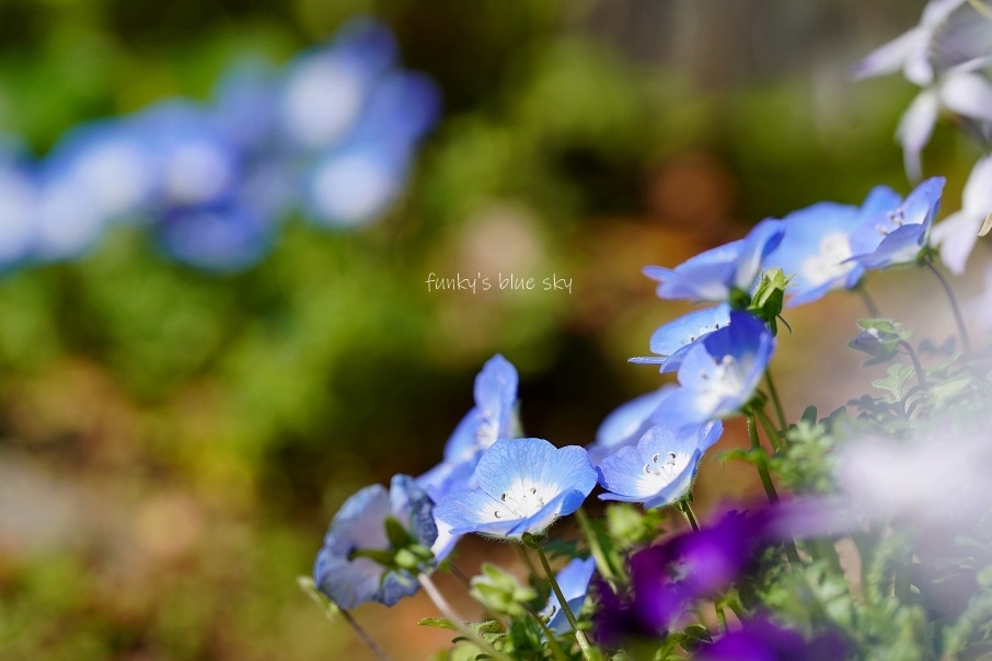 青い花**_c0145250_10055481.jpg