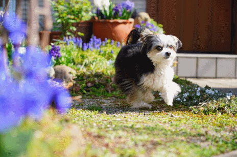 青い花**_c0145250_10061011.gif