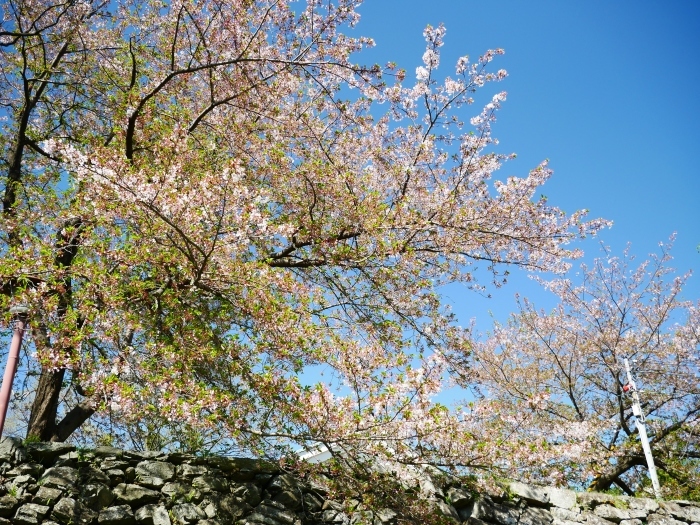 　　桜からつつじへそして新緑へ　　２０２１-０４-０９　００：００_b0093754_22124941.jpg