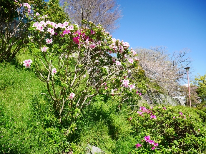 　　桜からつつじへそして新緑へ　　２０２１-０４-０９　００：００_b0093754_22130337.jpg