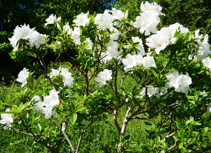 　　桜からつつじへそして新緑へ　　２０２１-０４-０９　００：００_b0093754_22131690.jpg