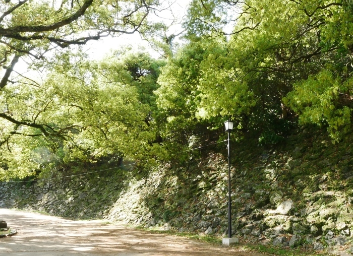 　　桜からつつじへそして新緑へ　　２０２１-０４-０９　００：００_b0093754_22140341.jpg