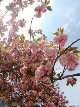 花まつり_a0061057_20320458.jpg