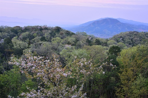 新緑と桜と三日月　　明神山_c0303868_09424630.jpg