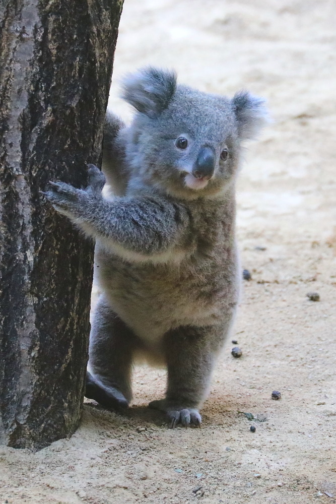 クマのようなワトル 最強にかわいい動物 メジロさんの動物写真日記 クマのようなワトル 最強にかわいい動物 メジロさんの動物写真日記