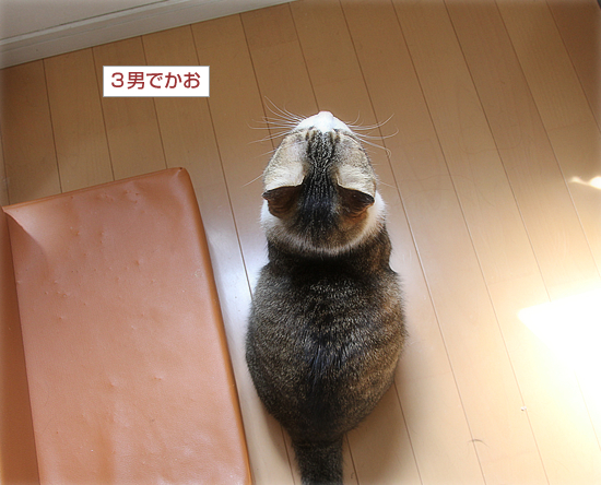 年下に叱られる猫_a0389088_16222743.jpg