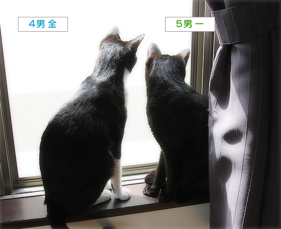 年下に叱られる猫_a0389088_16222765.jpg