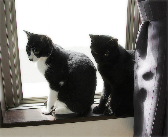 年下に叱られる猫_a0389088_16222817.jpg