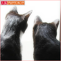 年下に叱られる猫_a0389088_16222818.jpg