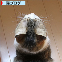 年下に叱られる猫_a0389088_16222876.jpg