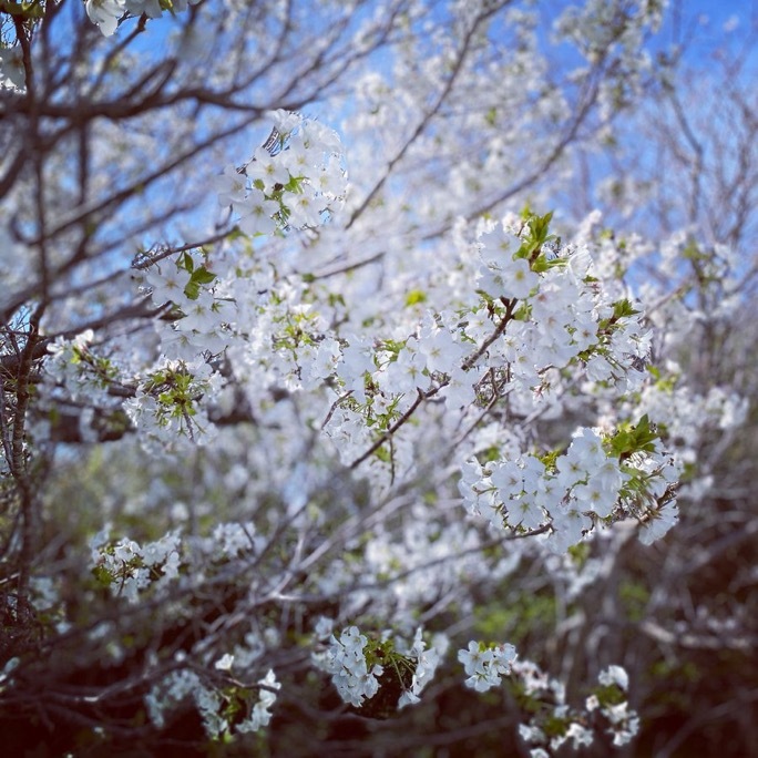 春散歩_c0203401_17400443.jpeg