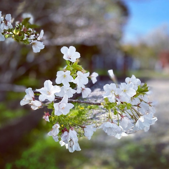 春散歩_c0203401_17402960.jpeg