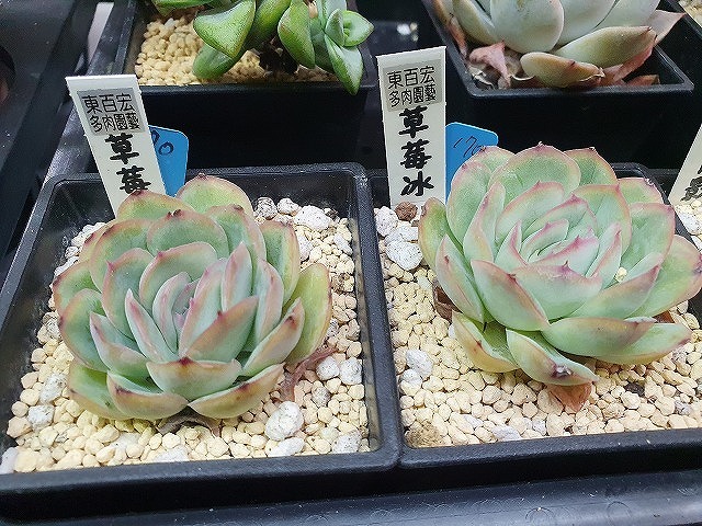台北建國花市多肉 台北建國花市多肉