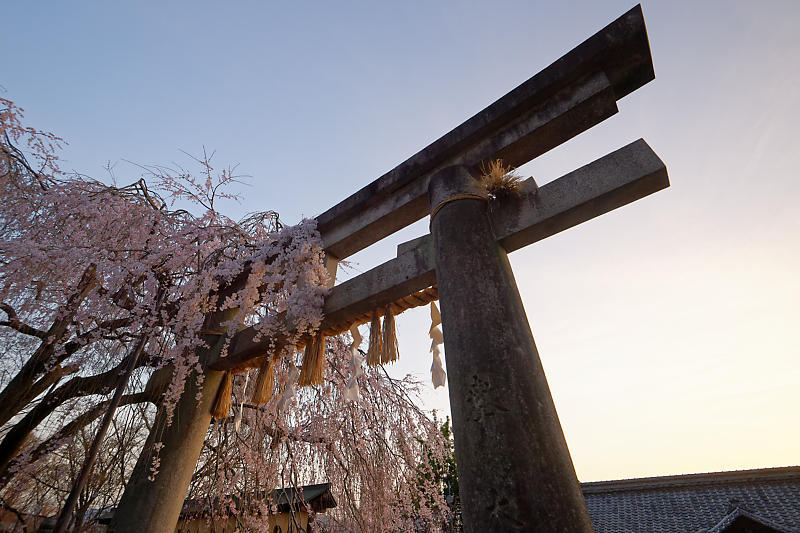 2021桜巡り 枝垂れ桜@大石神社_f0032011_19521128.jpg