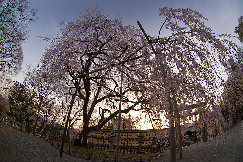 2021桜巡り 枝垂れ桜@大石神社_f0032011_19521215.jpg