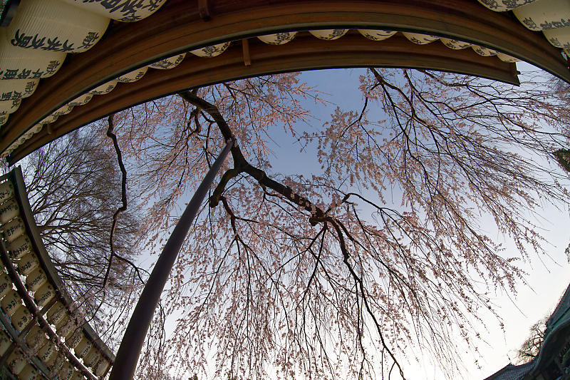 2021桜巡り 枝垂れ桜@大石神社_f0032011_19521229.jpg