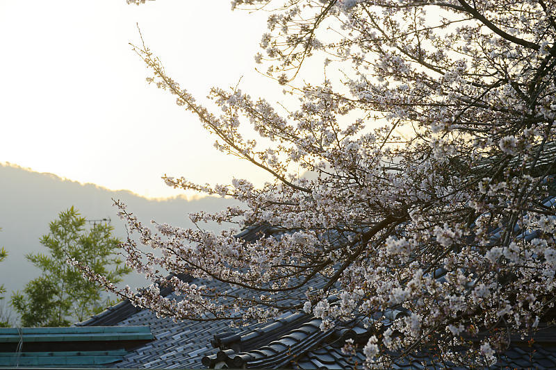 2021桜巡り 枝垂れ桜@大石神社_f0032011_19521234.jpg