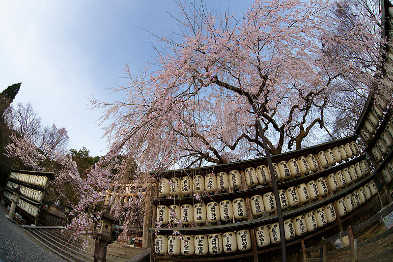 2021桜巡り 枝垂れ桜@大石神社_f0032011_19521247.jpg