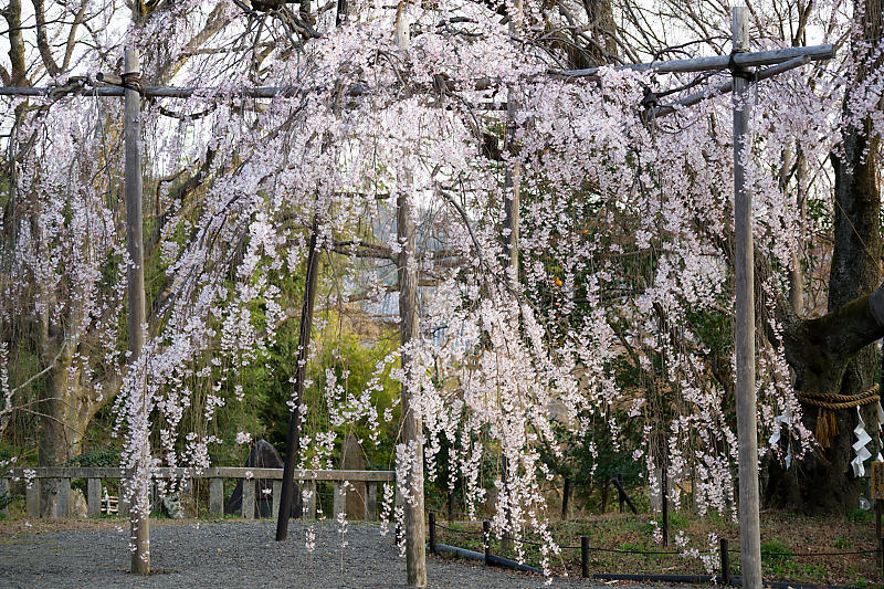2021桜巡り 枝垂れ桜@大石神社_f0032011_19521340.jpg