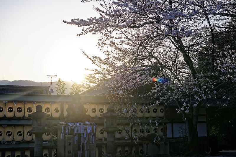 2021桜巡り 枝垂れ桜@大石神社_f0032011_19591119.jpg
