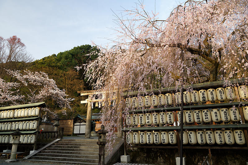 2021桜巡り 枝垂れ桜@大石神社_f0032011_19591235.jpg